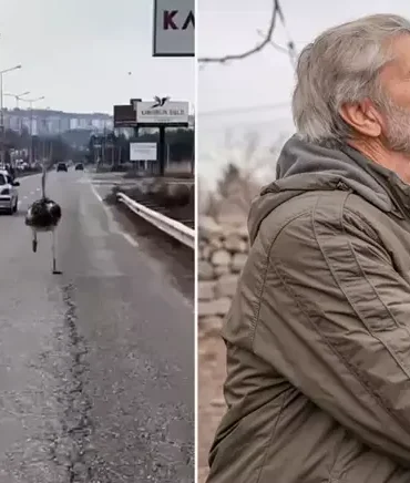 kacan-deve-kusu-gunler-sonra-yuvasina-geri-dondu-18381192_3968_amp