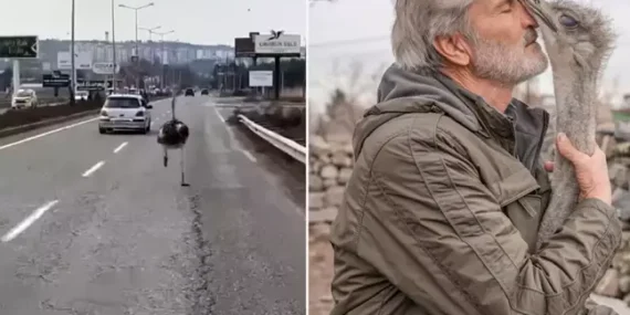 kacan-deve-kusu-gunler-sonra-yuvasina-geri-dondu-18381192_3968_amp