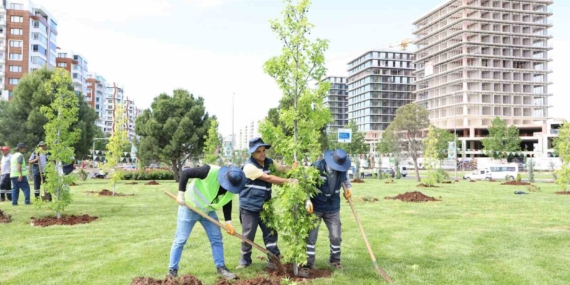 Mahabad Bulvarında peyzaj çalışmaları devam ediyor