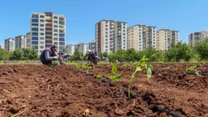 tohumculukta-disa-bagimliligi-bitirecek-proje-4lDA1RZk.jpg