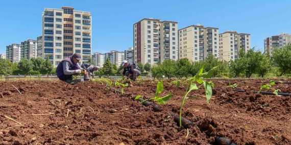 Tohumculukta dışa bağımlılığı bitirecek proje