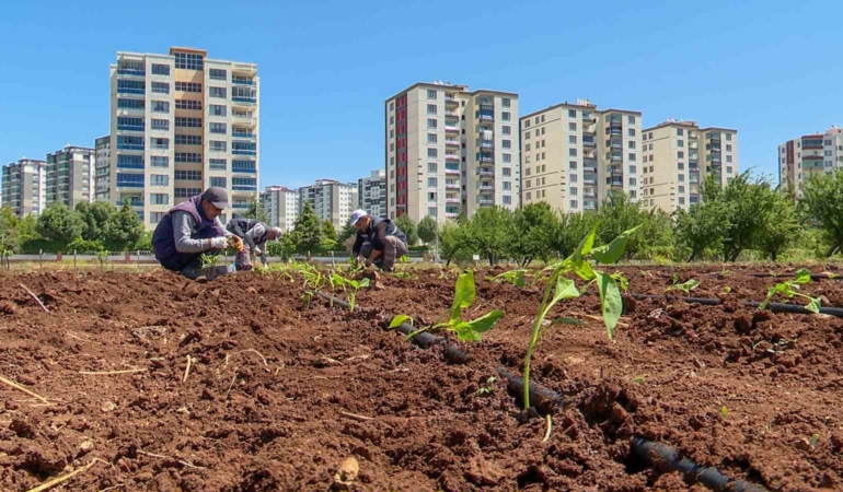 tohumculukta-disa-bagimliligi-bitirecek-proje-4lDA1RZk.jpg