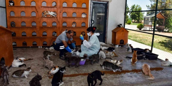 Diyarbakır’da 6 ayda 10 bin hayvan ihbarına müdahale