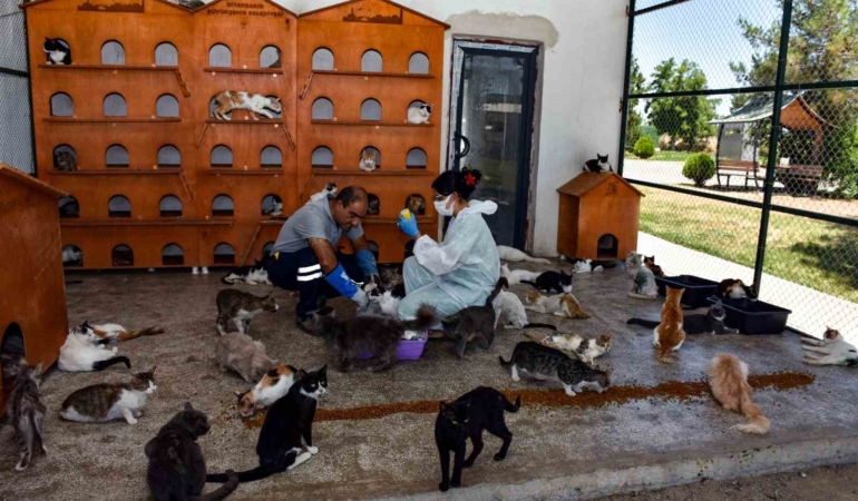 diyarbakirda-6-ayda-10-bin-hayvan-ihbarina-mudahale-zu8htnit.jpg