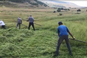 ardahanin-daglik-meralarinda-tirpanla-kislik-yem-hazirligi-uytMnKVz.jpg