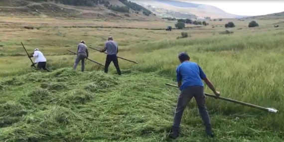 Ardahan’ın Dağlık Meralarında Tırpanla Kışlık Yem Hazırlığı