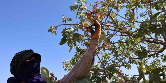 Diyarbakır’da ‘Yeşil altın’ın hasadına başlandı