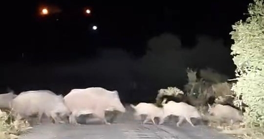 Domuz sürüsü köy yolunda görüntülendi