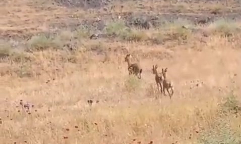 Elazığ Palu’da Dağ Keçileri Şaşırtan Yakınlıkta Görüntülendi