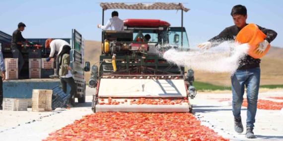 Elazığ’da 315 bin tonluk rekolteyle kurutulmuş domates ihracatı sürüyor