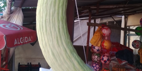 Elazığ’da Dev Acur: Yaklaşık 2,5 Kiloluk Küte Görsel Şölen