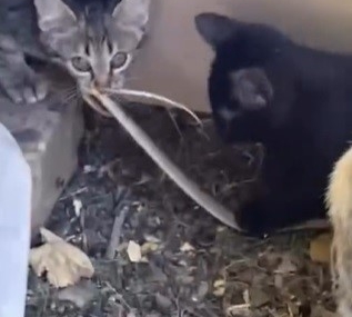 Elazığ’da yavru kedilerin yılanla oynaması kamerada