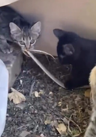 elazigda-yavru-kedilerin-yilanla-oynamasi-kamerada-dHmH7nFi.jpg