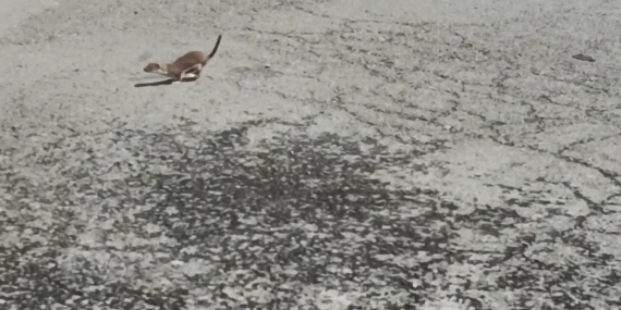 Kars’ta Nadir Görülen Gelincik Görüntülendi: Cadde Üzerinde Kısa Bir An