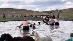 karsta-sicakla-mucadele-sicaktan-etkilenen-koyunlari-derede-serinlettiler-W3dOeYWp.jpg