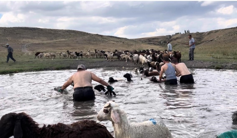 karsta-sicakla-mucadele-sicaktan-etkilenen-koyunlari-derede-serinlettiler-W3dOeYWp.jpg