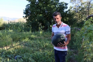 oltuda-yerli-karain-karpuzu-hasadi-basladi-QYIfWzXK.jpg