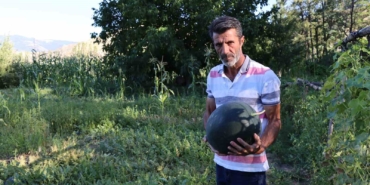 oltuda-yerli-karain-karpuzu-hasadi-basladi-QYIfWzXK.jpg