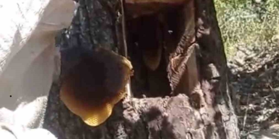 Organik Balın Doğal Yolculuğu: Karasalkım Köyü’nde Bal Avı