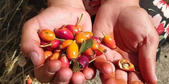 Patnos’ta Kuşburnu Sezonu Başladı: Doğal Sağlık Kaynağına Yoğun İlgi
