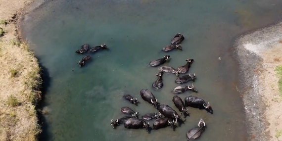 Sıcaktan bunalan mandaların banyo keyfi