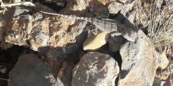 Tunceli’de kırmızı listede bulunan ‘Bozkır Keleri’ görüldü