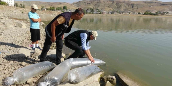 Van Gölü ve Göletlerine 450 Binin Yavru Sazanı Bırakıldı: Nesli Tehlikedeki Türler İçin Dikkat Ediliyor