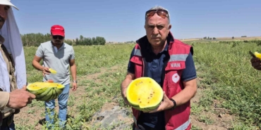 vanda-sari-karpuz-donemi-basladi-Otdv6IiO.jpg