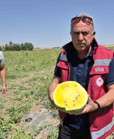 vanda-sari-karpuz-donemi-basladi-Otdv6IiO.jpg