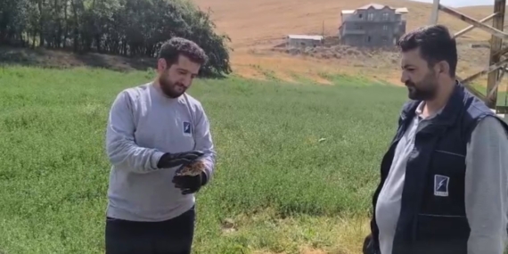 Yaralı baykuş ekipler tarafından kurtarıldı