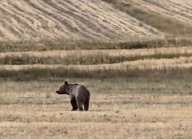Ardahan Çıldır’da Boz Ayı Yiyecek Ararken Görüntülendi
