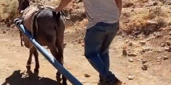 Bitlis Yolalan Belde Belediyesi İçme Suyu Hattı Çalışmaları: Dağlık Bölgelere Eşeklerle Malzeme Taşıma