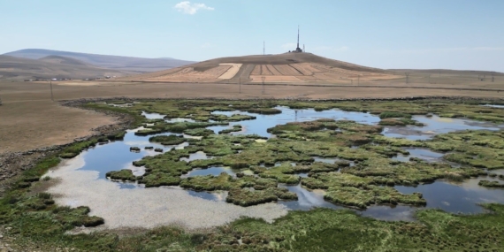 Çalı Gölü kuraklığı: Kuşlar göç etti, ekosistem tehlikede