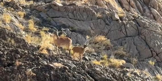 Cilo Dağı Zirvesinde Dağ Keçileriyle Karşılaşan YEKDASDER Takımı: Ekoturizm İçin Yeni Ufuklar