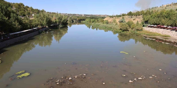 Dicle Nehri’nin Diyarbakır Bölgesinde Balık Ölümleri ve Bölgesel Etkileri