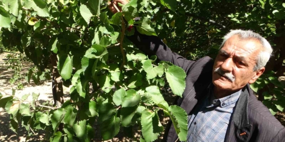 Dilek Mahallesi’nde Karadut Üretimi: Soğuk Havaya Rağmen Yine Yüksek Kalite ve Pazar Buluyor