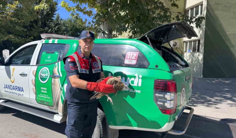 elazigda-yarali-yavru-akbaba-jandarma-ve-doga-koruma-ekipleri-nobetinde-DSw62mg7.jpg