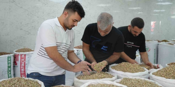 Gaziantep’te Antep Fıstığı Rakamları ve Geçici İthalat İzni: Fiyatlar ve Piyasalar Nasıl Etkiledi?