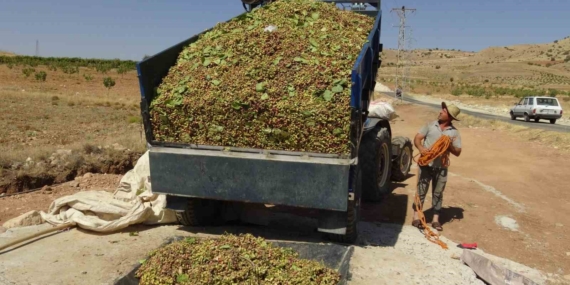 Gercüş’te Fıstık Hasadı Yeni Tesisle Rahata Kavuşuyor: Verim ve Fiyatlar Artışta
