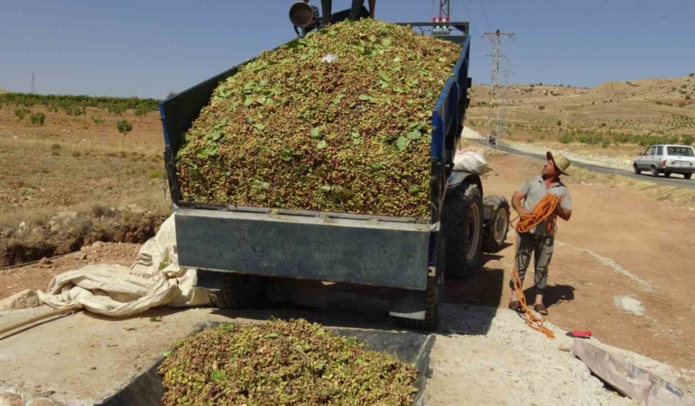 gercuste-fistik-hasadi-yeni-tesisle-rahata-kavusuyor-verim-ve-fiyatlar-artista-QgZXpgd9.jpg