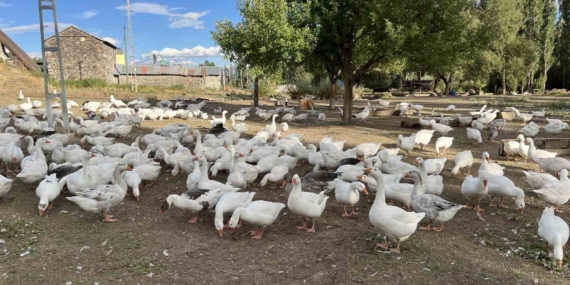 Kars Kaz Eti: Zamanında Beslenen Kazların Kış Hazırlığı ve Gelenekselleşen Lezzet