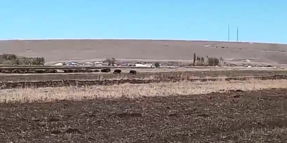 Kars’ta Yaban Domuzları Mısır Tarlalarını Esir Aldı: Köyde Paniğe Neden Oldu