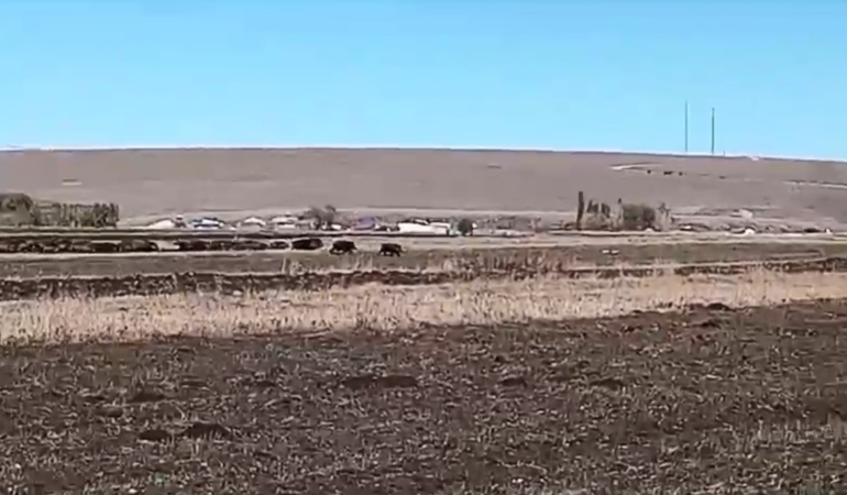 karsta-yaban-domuzlari-misir-tarlalarini-esir-aldi-koyde-panige-neden-oldu-4grF6ldW.jpg