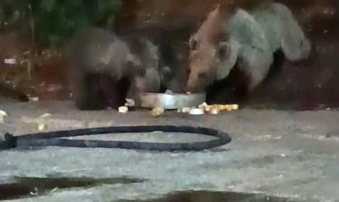 Kiğı Şantiyesinde Ayı ve Yavruları: Olayın Detayları