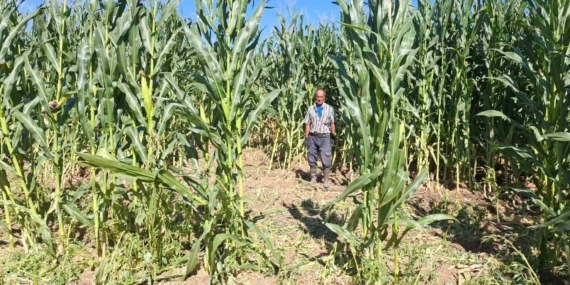 Kovancılar’da Domuz Saldırısı: 30 Dönümlük Mısır Tarlası Zarar Gördü