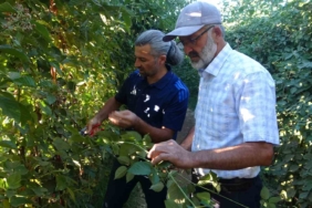 malatyada-uzumsu-meyve-potansiyeli-icin-bogurtlen-ve-cilek-projeleriyle-cesitlendirme-atilimlari-K1ARGFbi.jpg