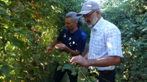 malatyada-uzumsu-meyve-potansiyeli-icin-bogurtlen-ve-cilek-projeleriyle-cesitlendirme-atilimlari-K1ARGFbi.jpg