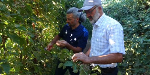 Malatya’da Üzümsü Meyve Potansiyeli İçin Böğürtlen ve Çilek Projeleriyle Çeşitlendirme Atılımları