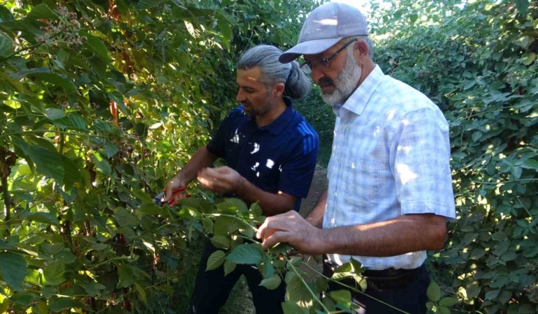 malatyada-uzumsu-meyve-potansiyeli-icin-bogurtlen-ve-cilek-projeleriyle-cesitlendirme-atilimlari-K1ARGFbi.jpg