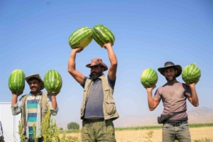 mus-ovasi-karpuz-hasadinda-buyuk-gelir-beklentisi-ve-uretim-rakamlari-M7uInrZl.jpg